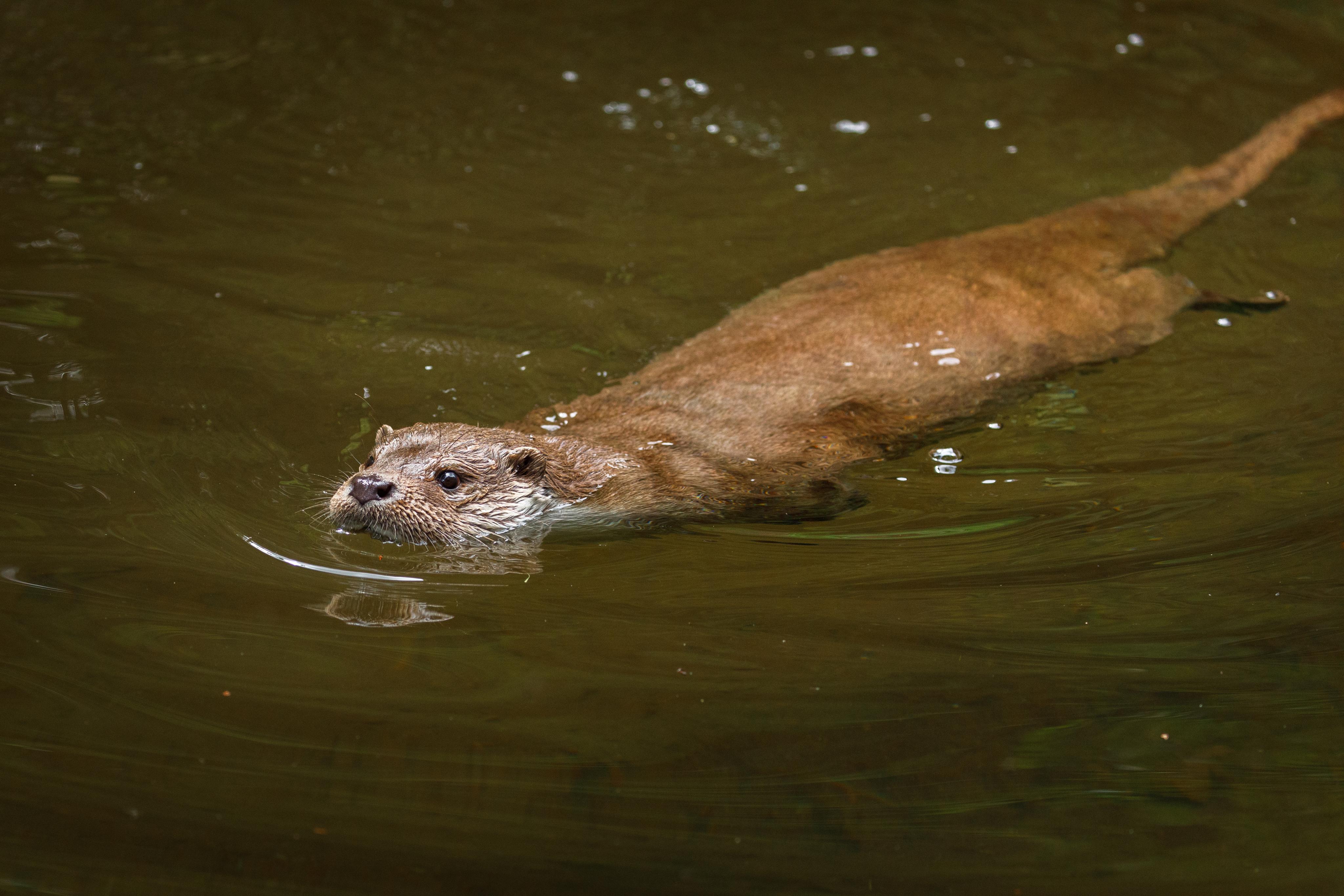 loutre sud france