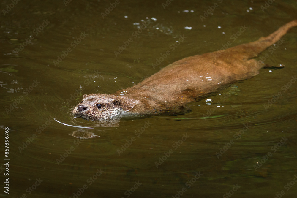 loutre d'europe