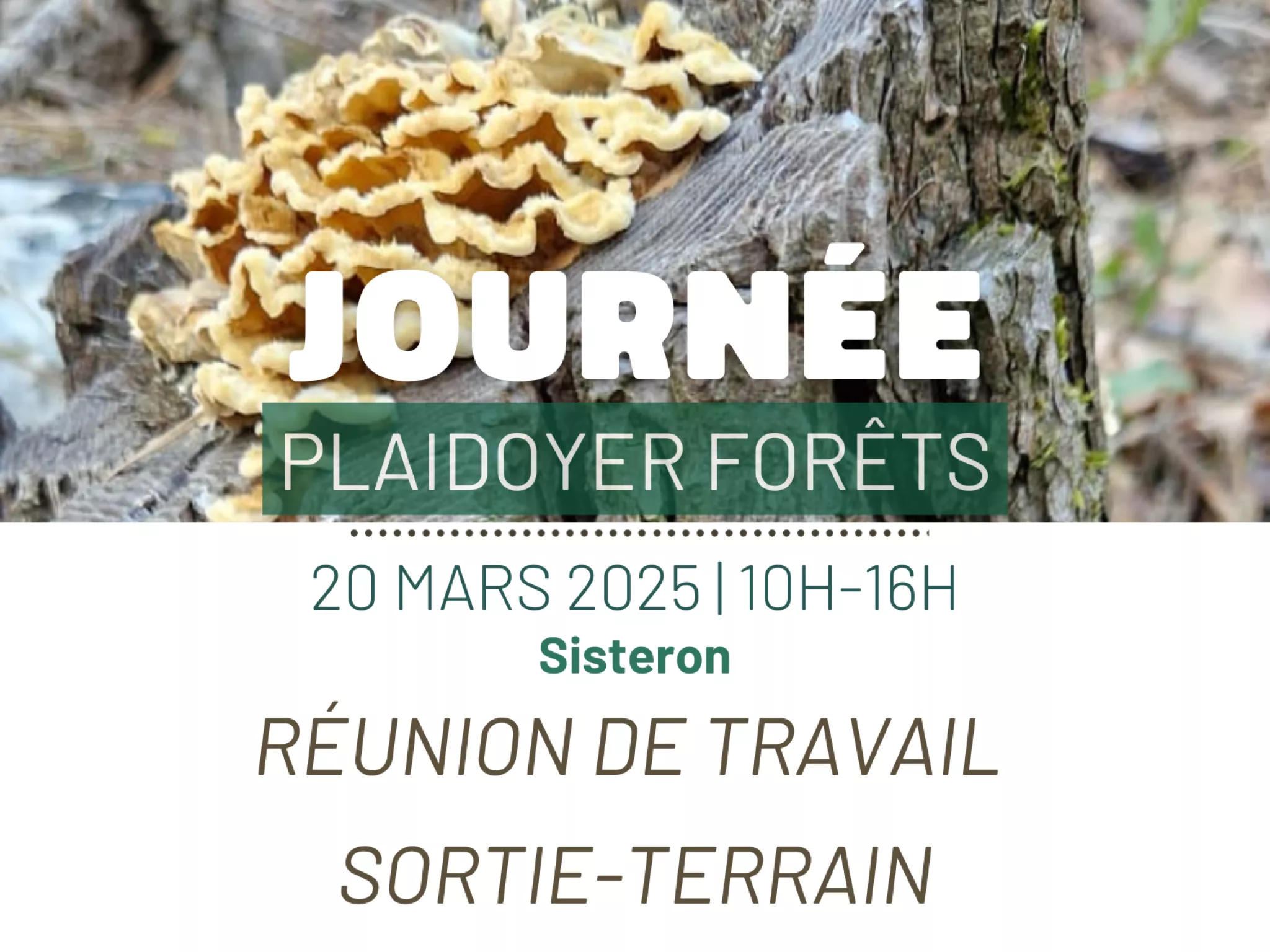 journée forêt