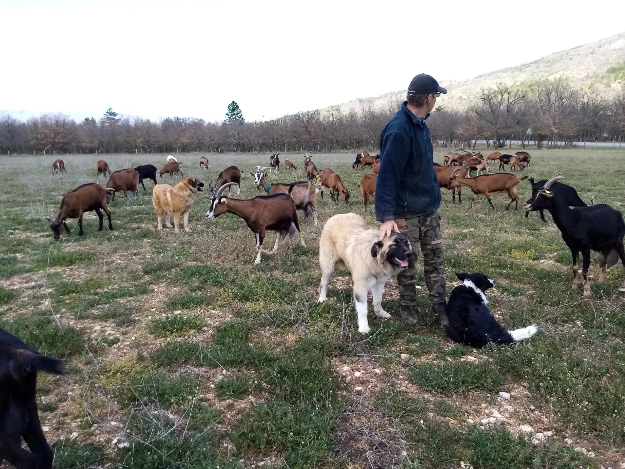 Marc POUYMAYON entouré de ses chèvres et de ses chiens de protection au GAEC Cœur de Chèvre 