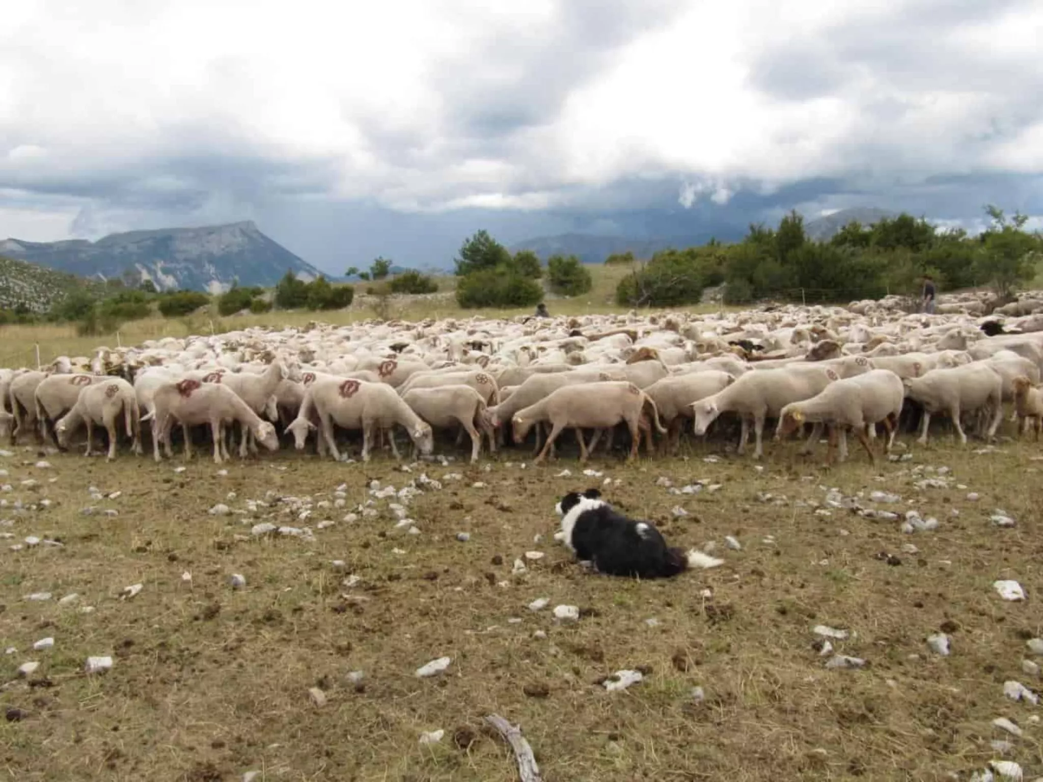 Troupeau d'ovins et son chien de protection