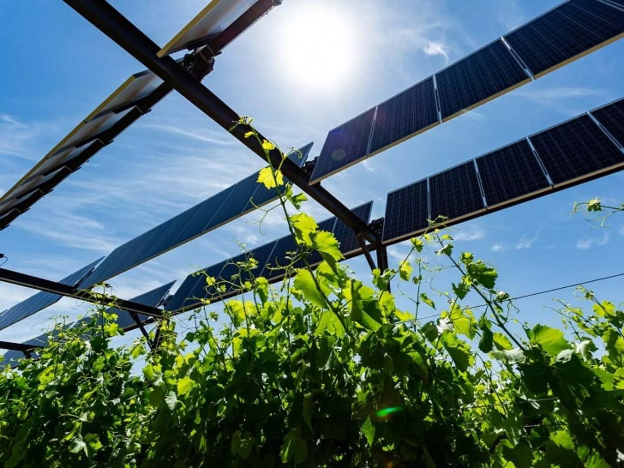 Panneaux photovoltaïques sur cultures de vigne