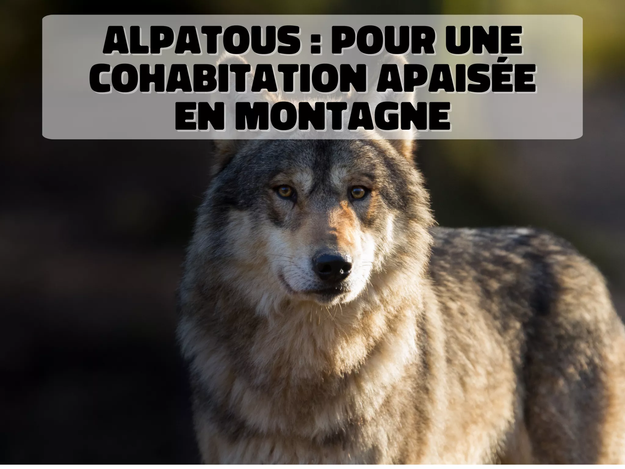 photo loup avec écrit : alpatous-pour une cohabitation apaisée en montagne ! 