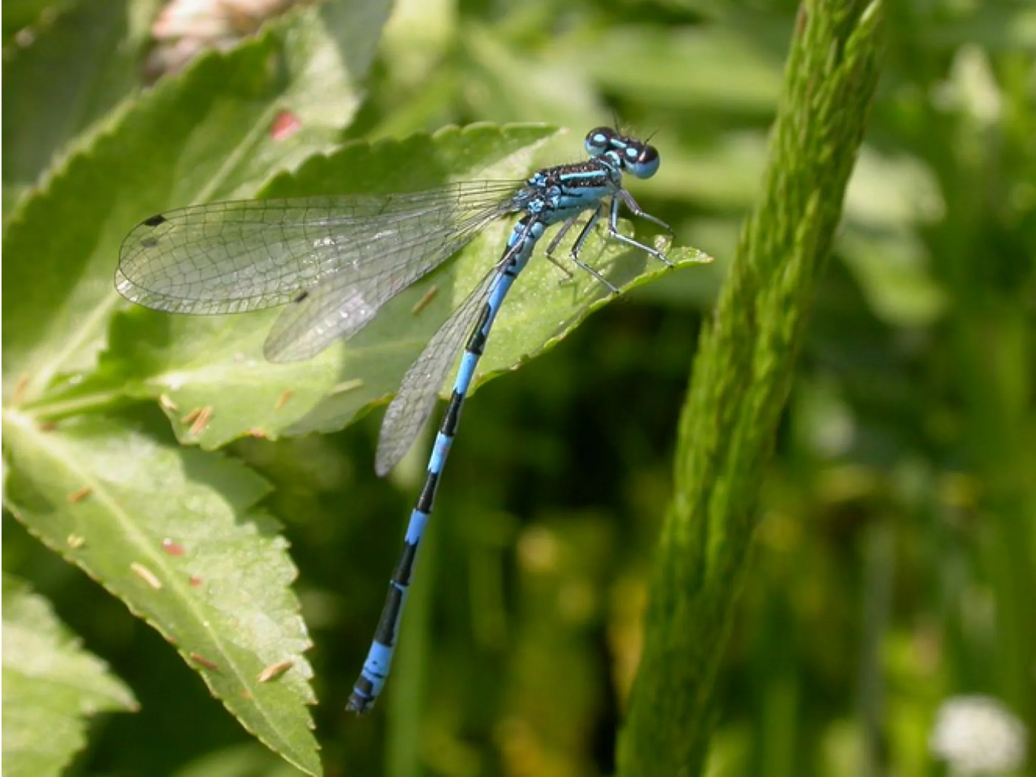 libellule Agrion de Mercure)