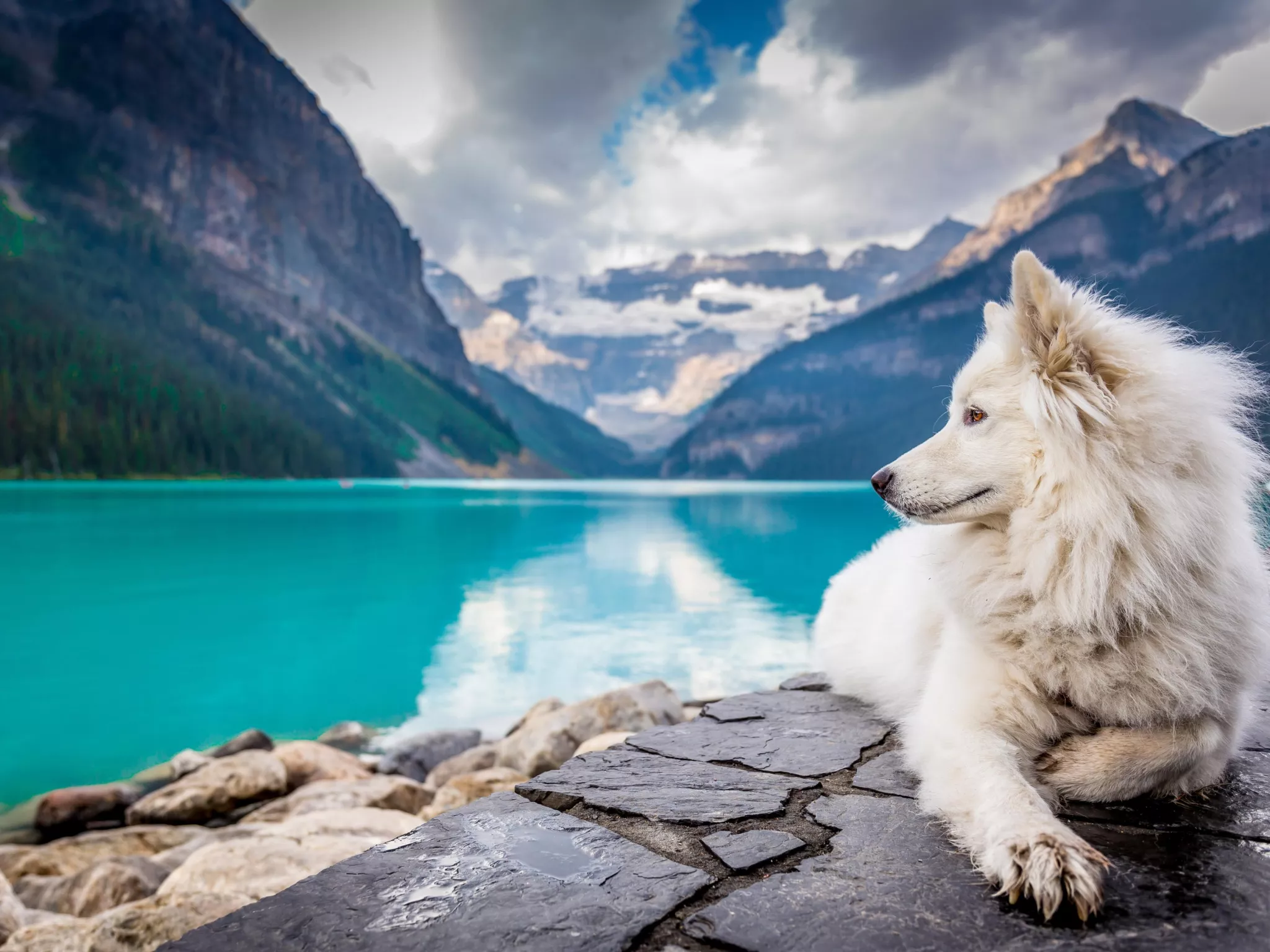 Loup blanc devant un lac