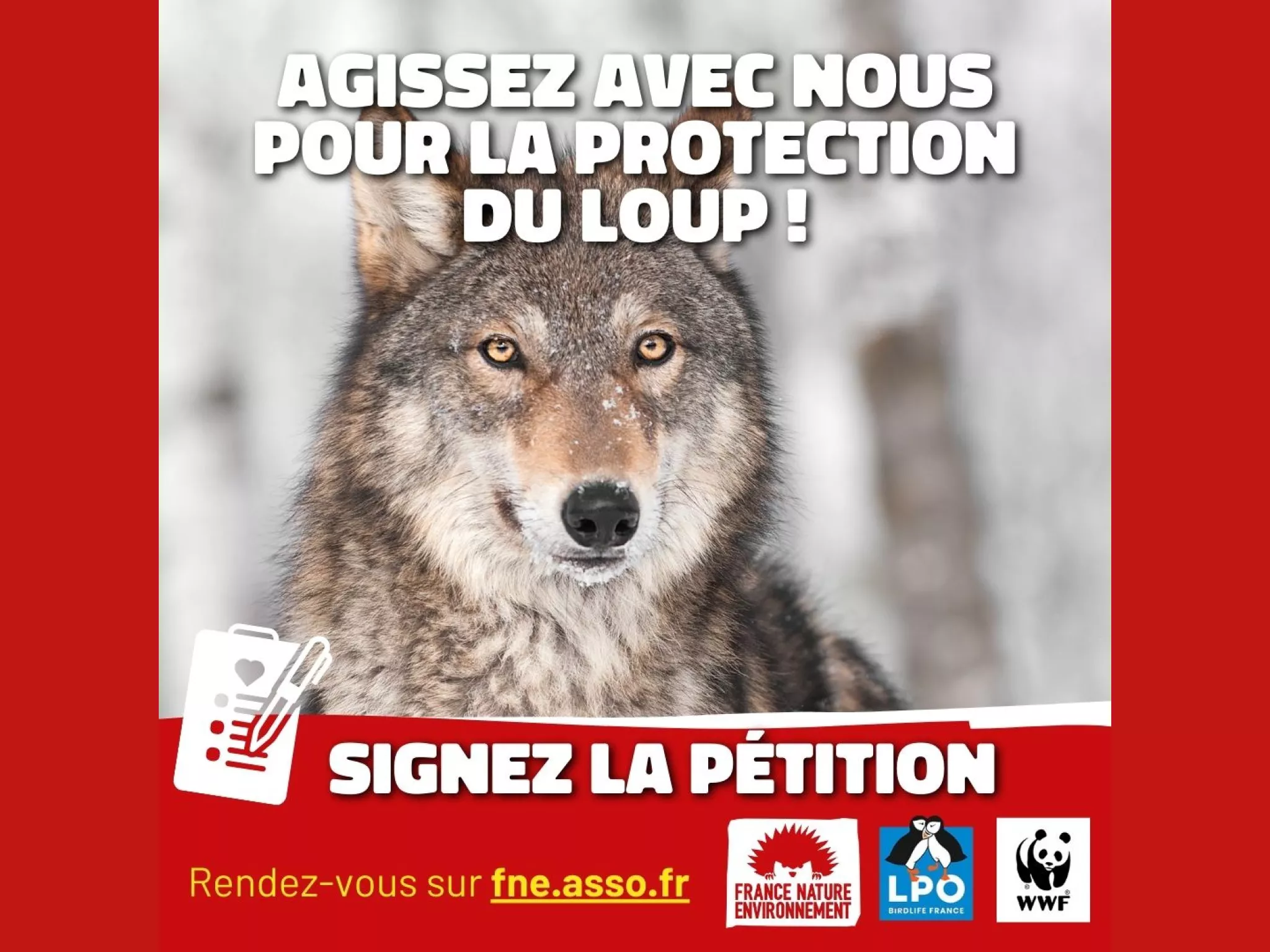 pétition loup