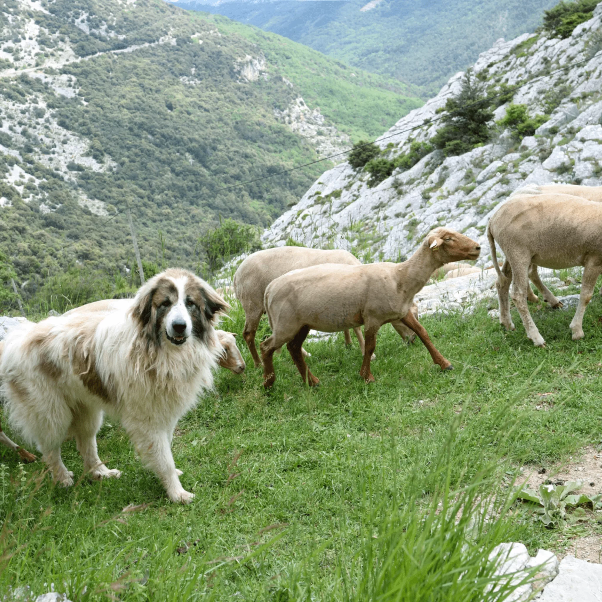 Chien de protection devant un troupeaux d'ovins